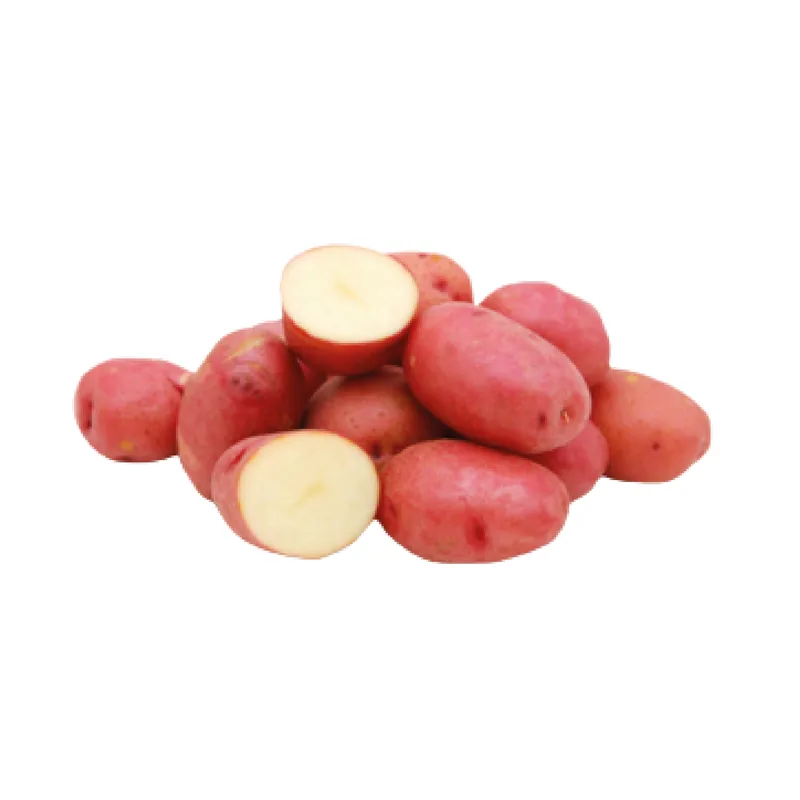 Pomme de terre rouge